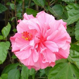 Meet your Posher, Simone